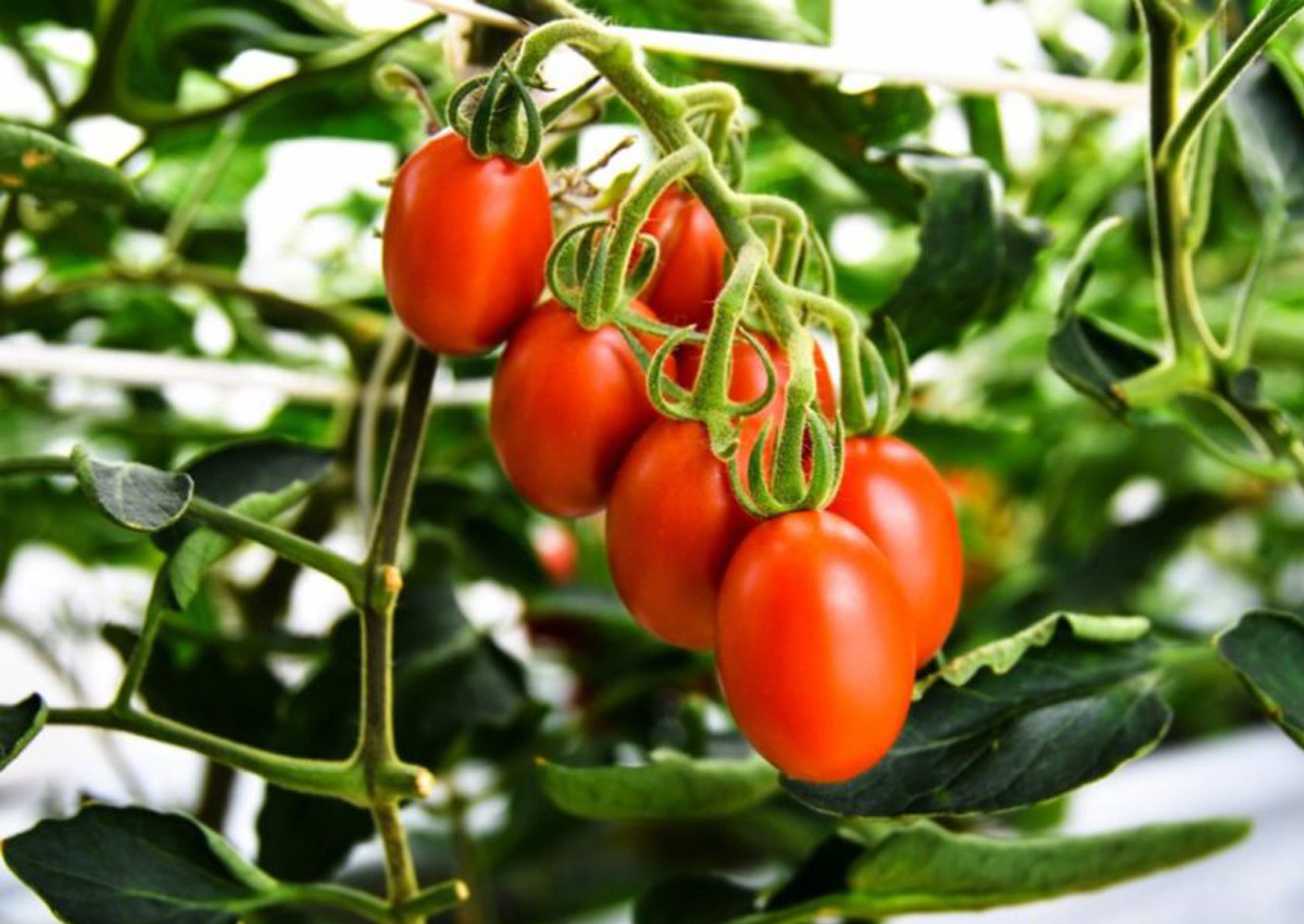 tomates cherry