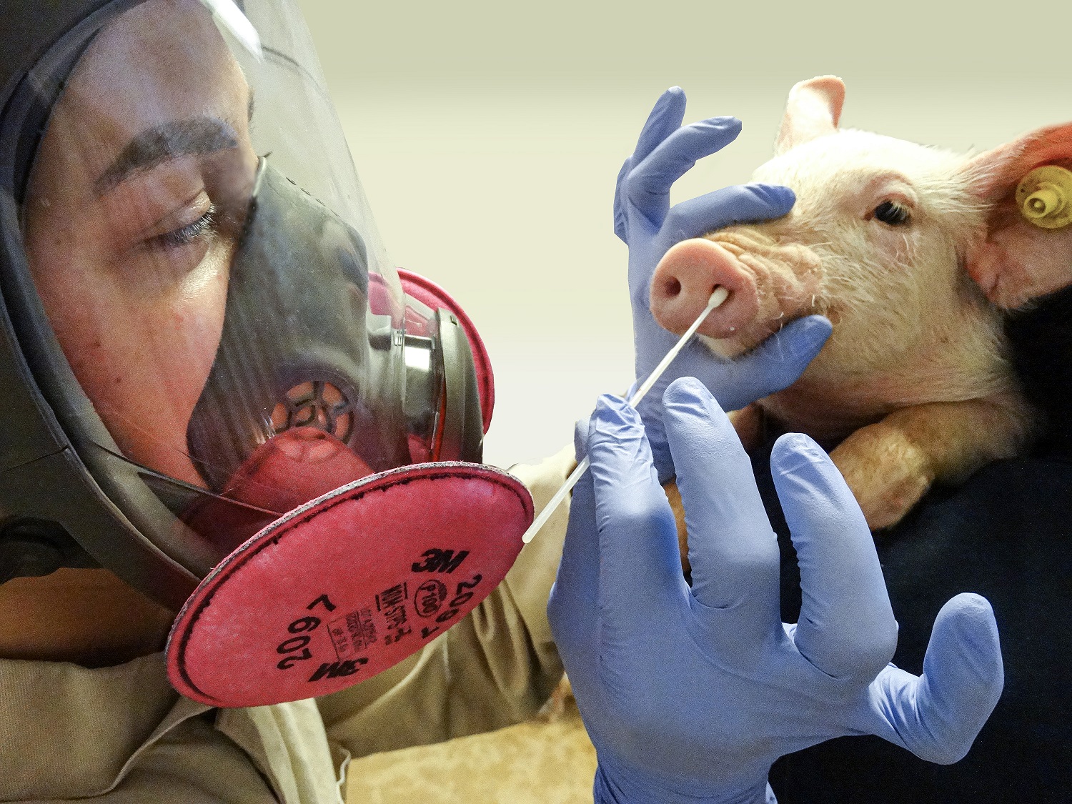 swine flu