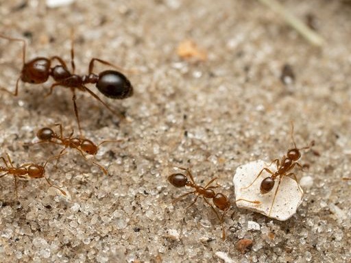 hormigas de fuego