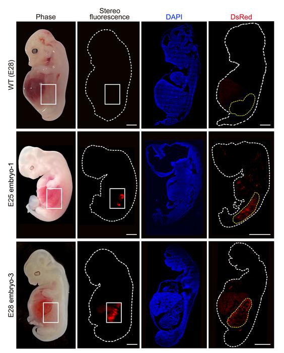 Humanised kidneys