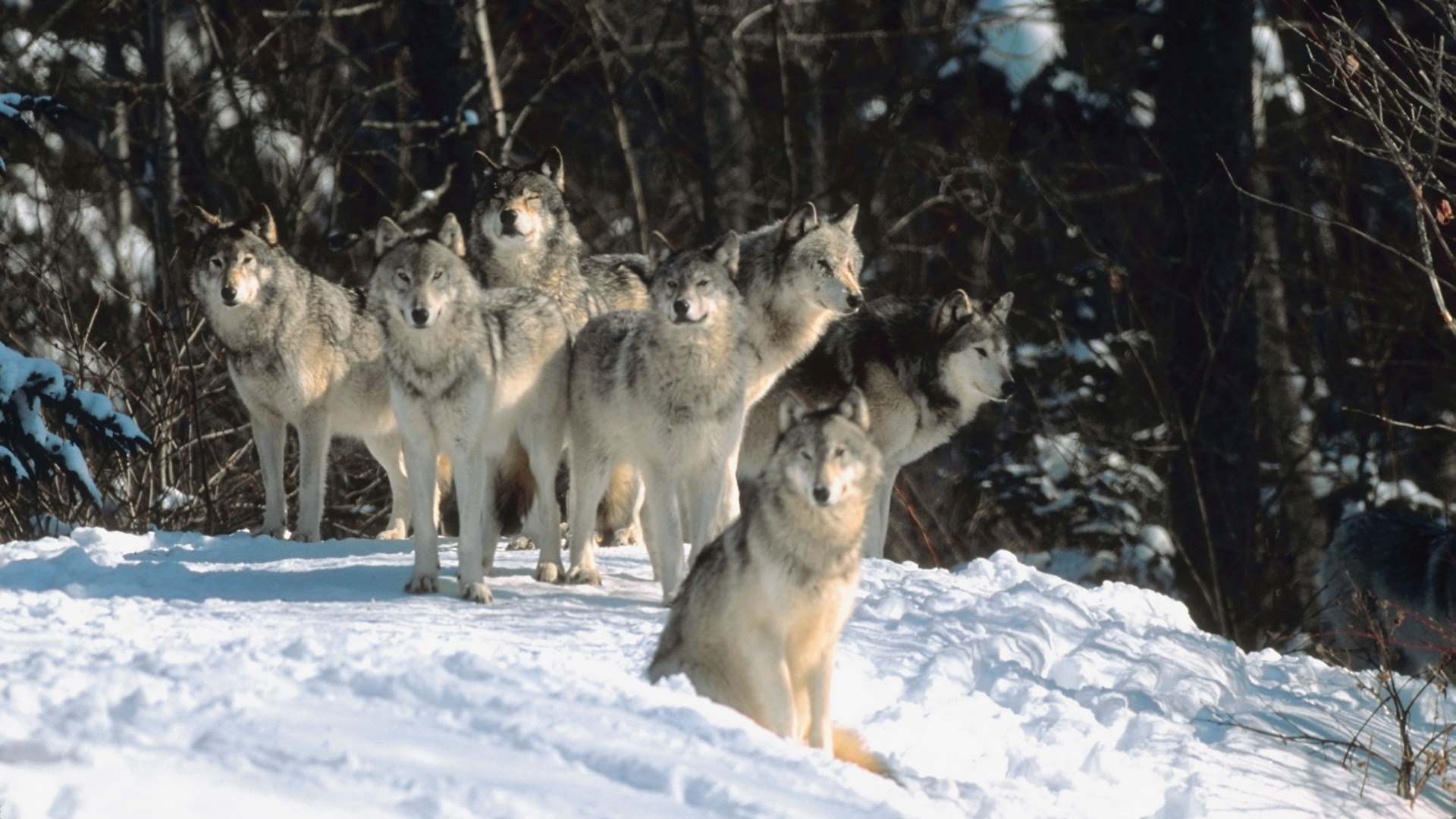 lobos