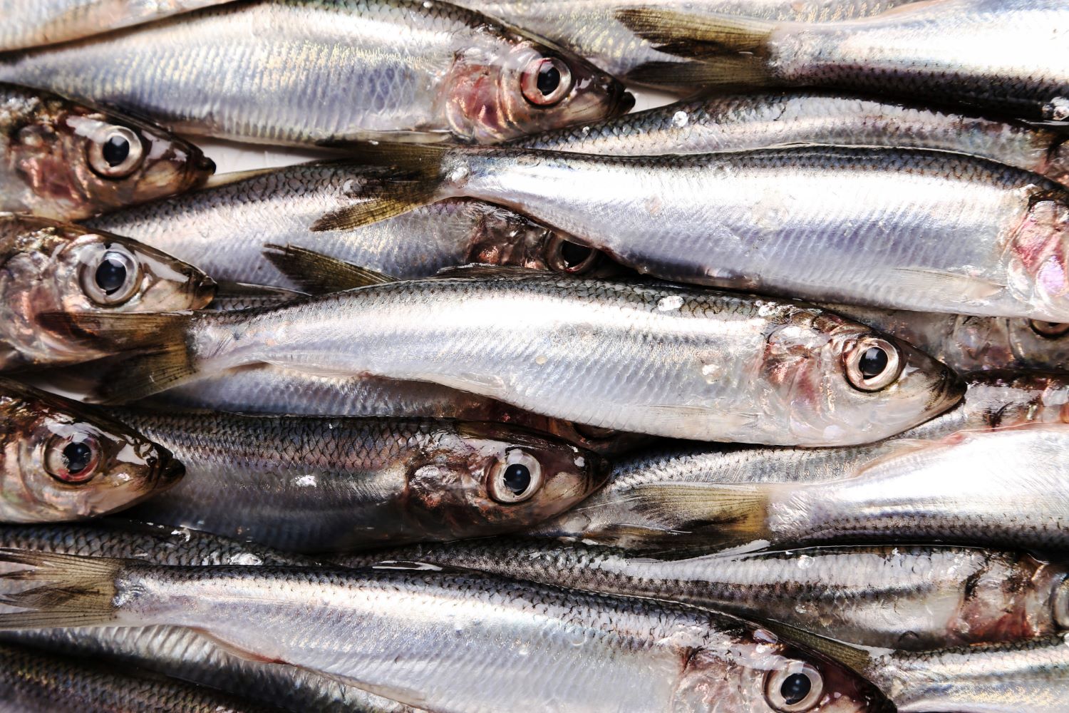 sardinas