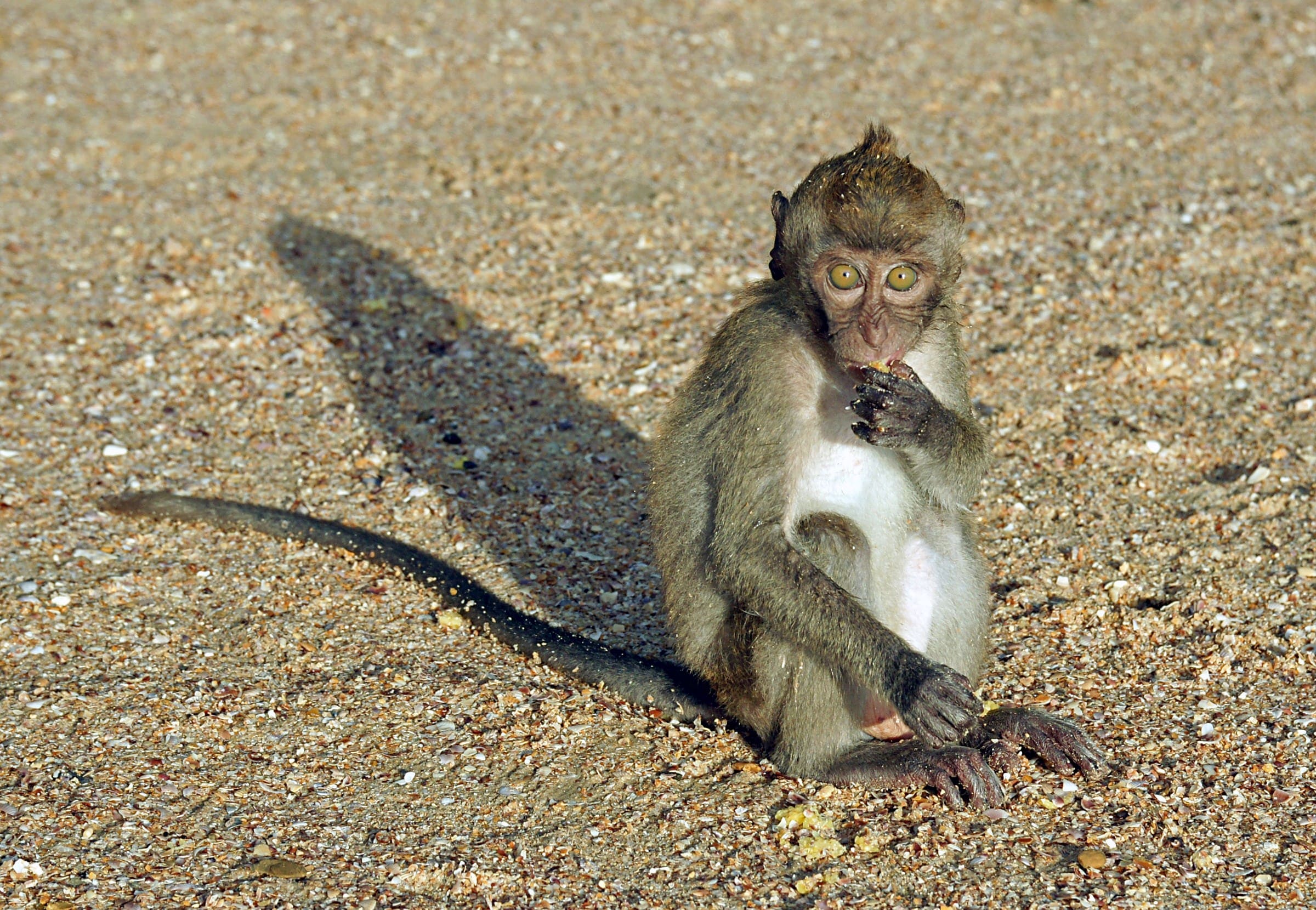 crab macaque