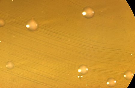 bifidobacterium bifidum