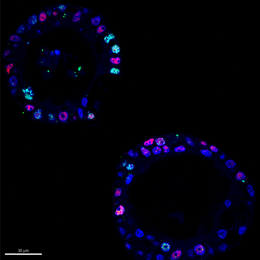 immunofluorescence cells