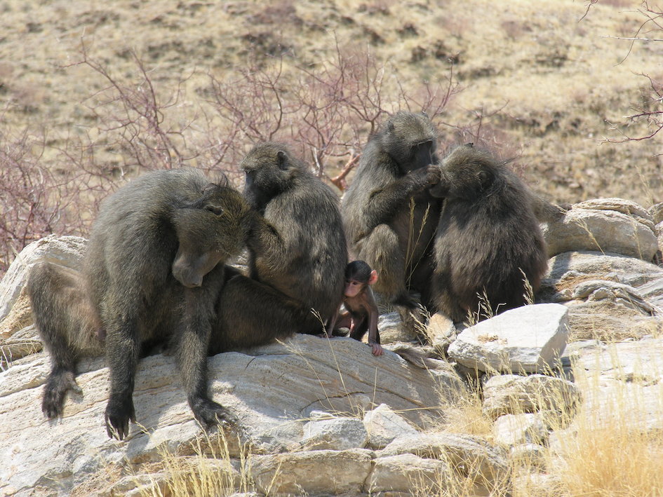 Baboons