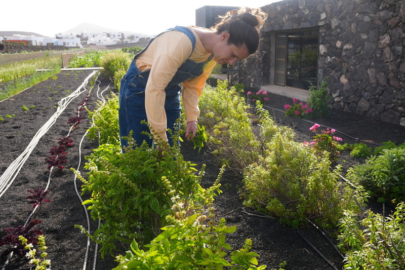 Agricultora con su cosecha en el jable y arenas volcánicas en la isla de Lanzarote