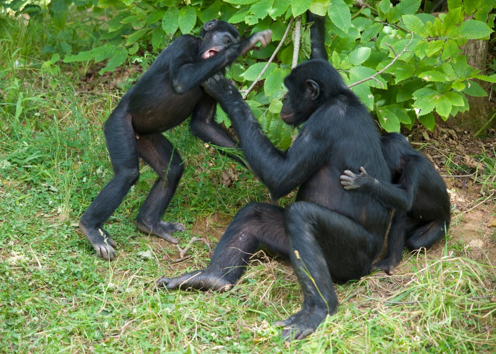 bonobos