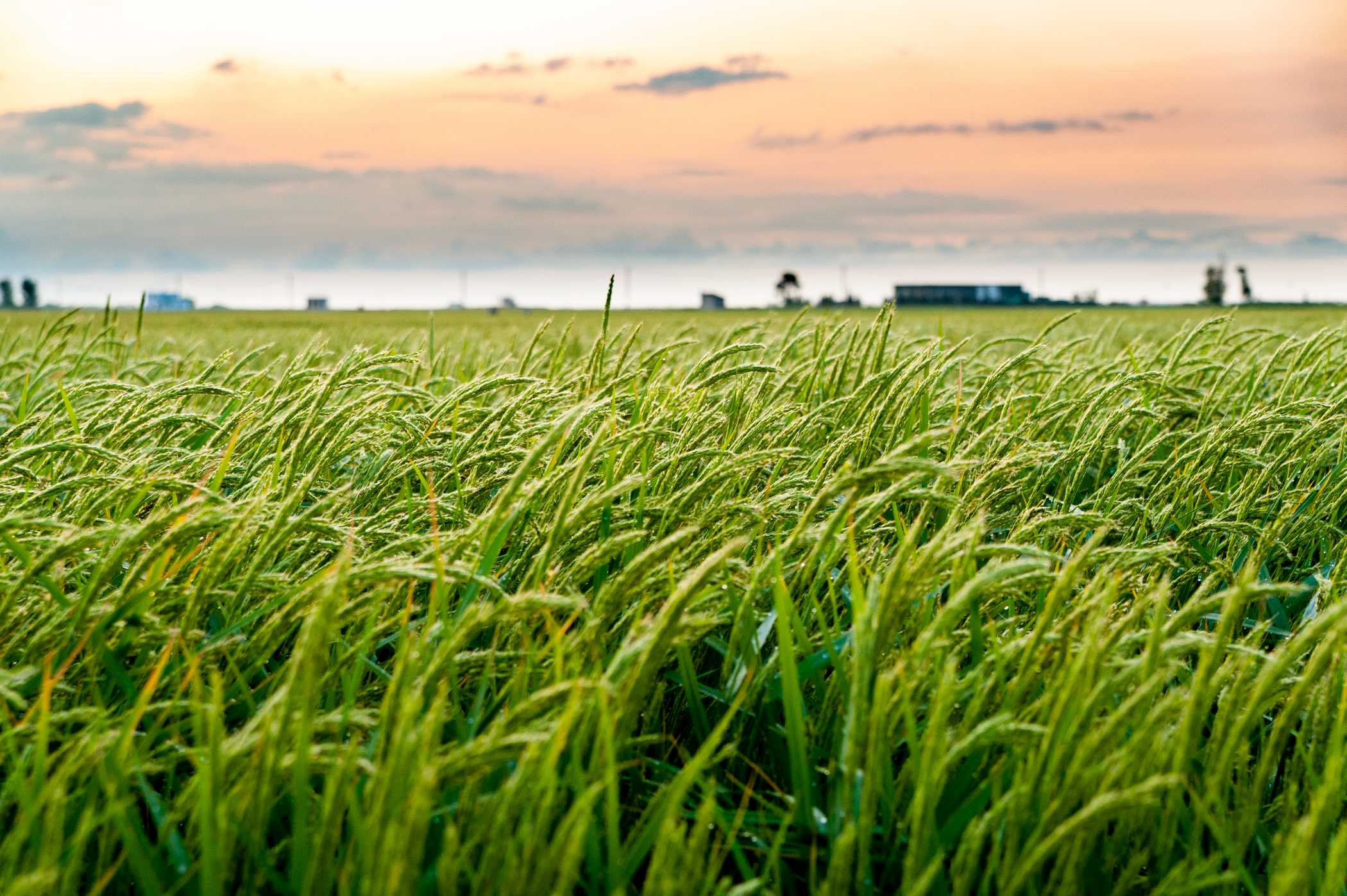 Rice fields in the Ebro Delta, Spain