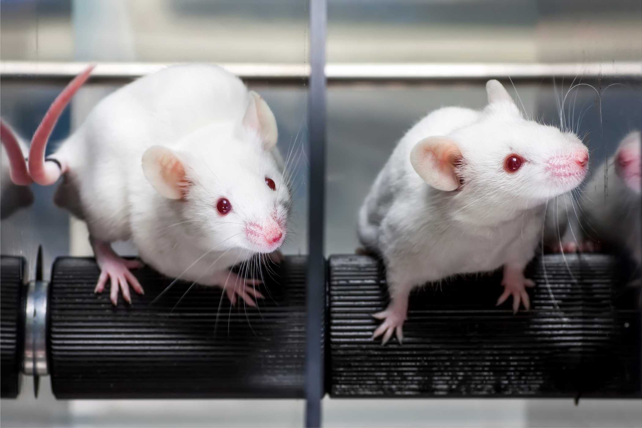 ratones