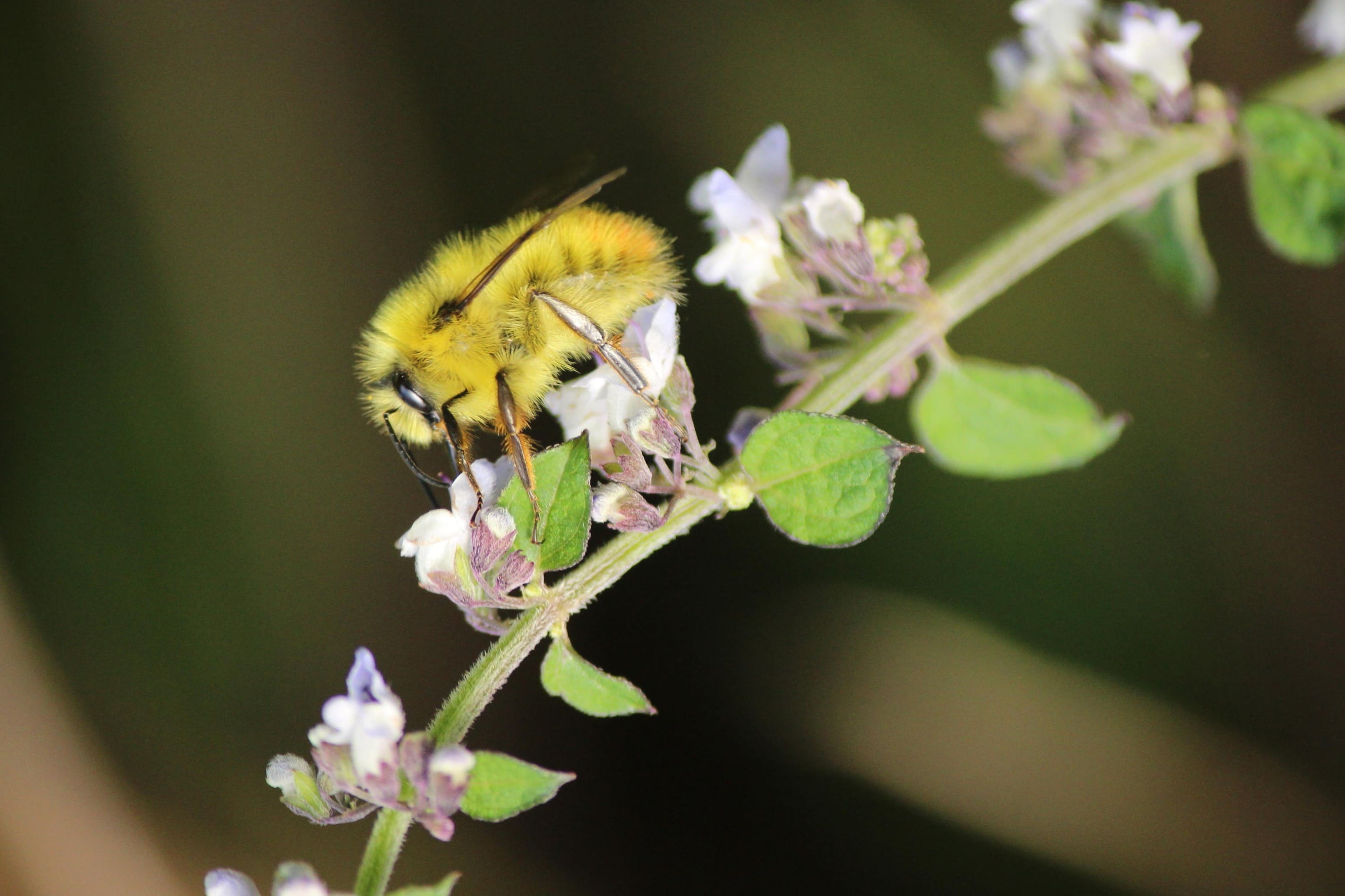 bee on flower