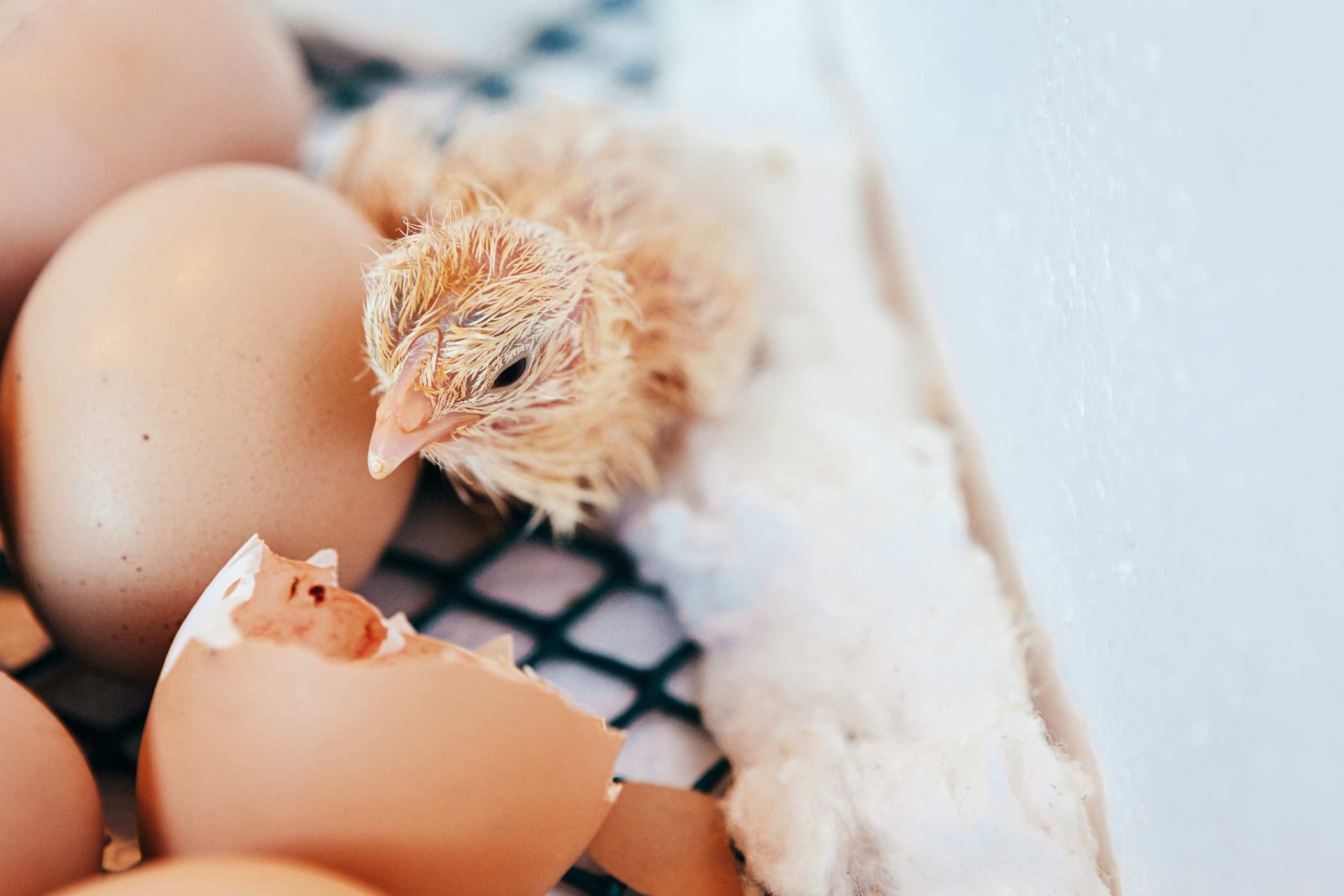 chick