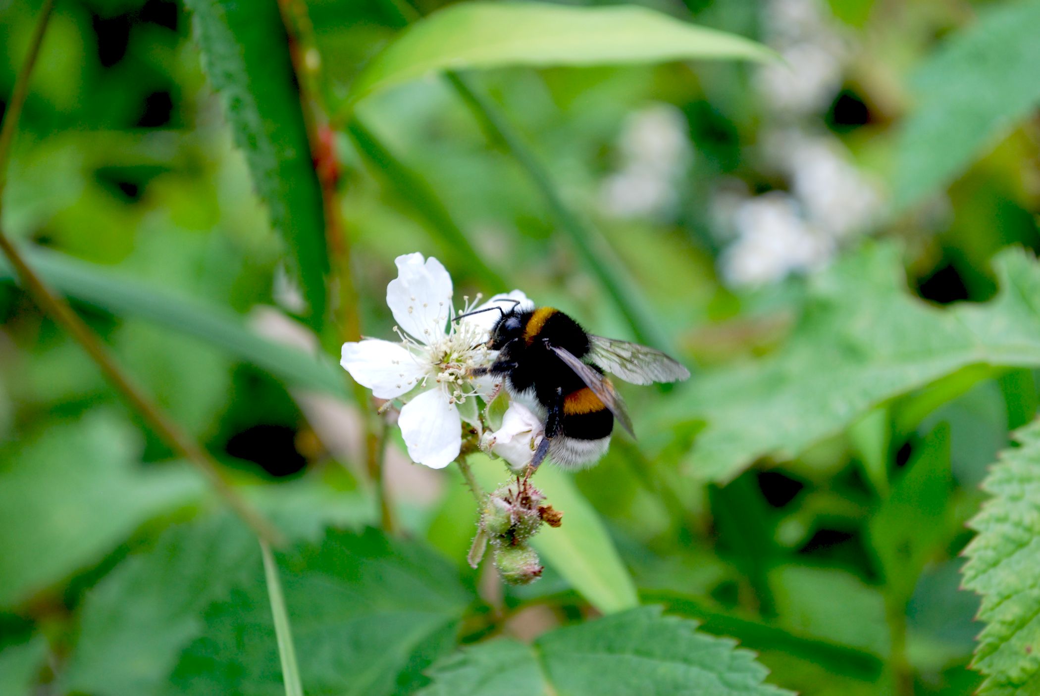 abeja