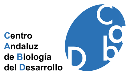 The emphasis is made on Developmental Biology to take advantage of the strong Spanish school that has spread around the world. The Centre now houses young and dynamic groups working on mouse, zebrafish, Xenopus, Drosophila and Caenorhabditis development. The CABD also houses groups studying control of cell cycle in yeast, regulation of gene expression in bacteria, oxidative stress and rare diseases.. 