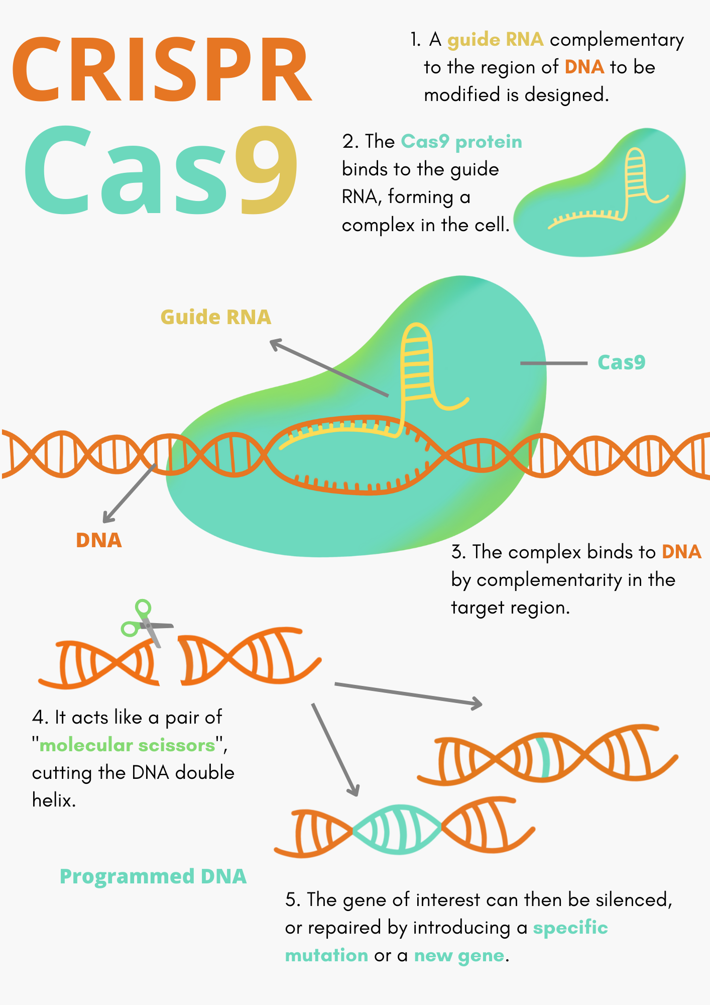 CRISPR-Cas9