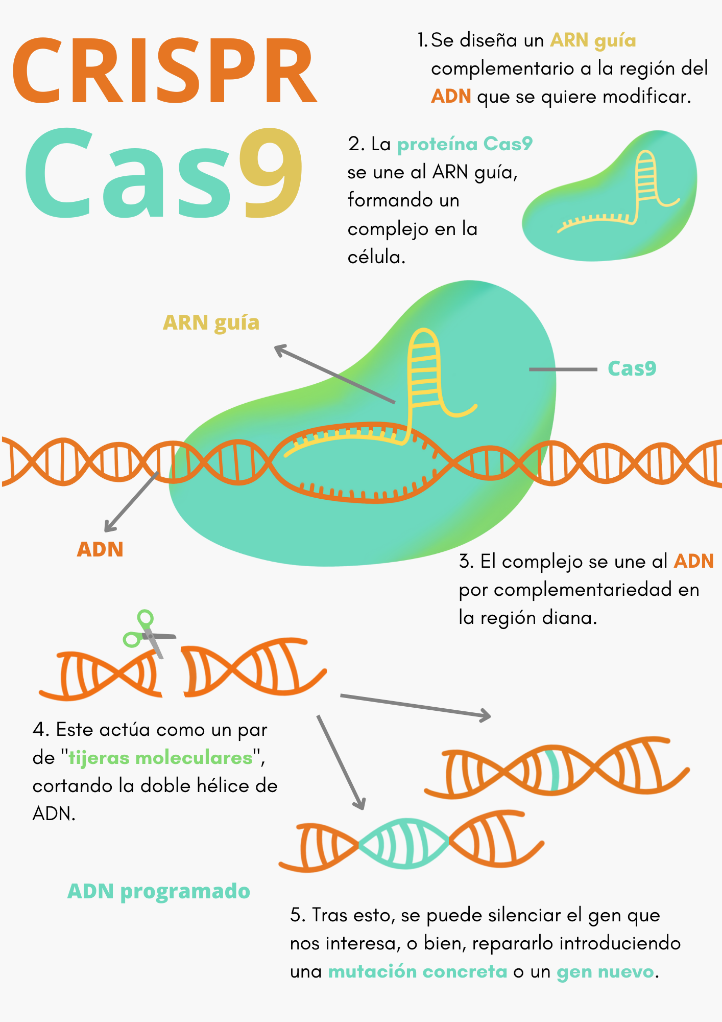 Infográfica CRISPR-Cas9