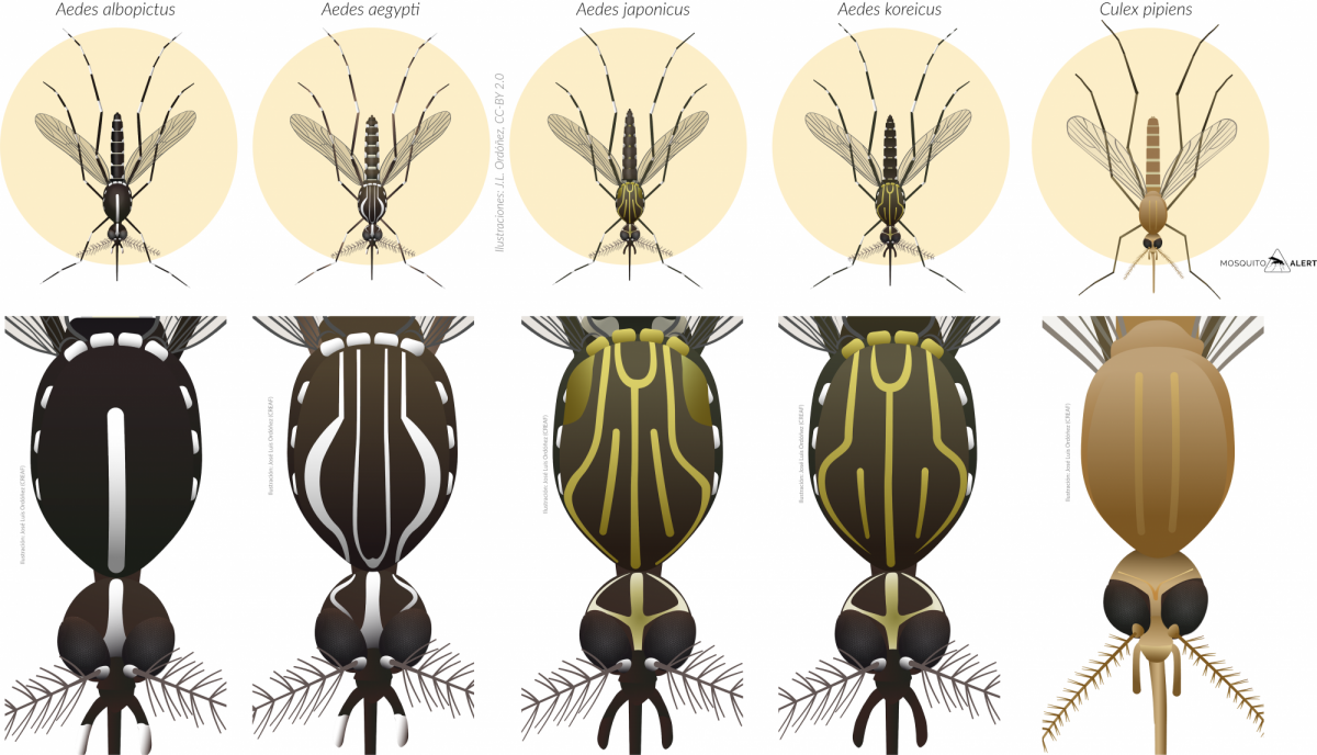 Mosquito species