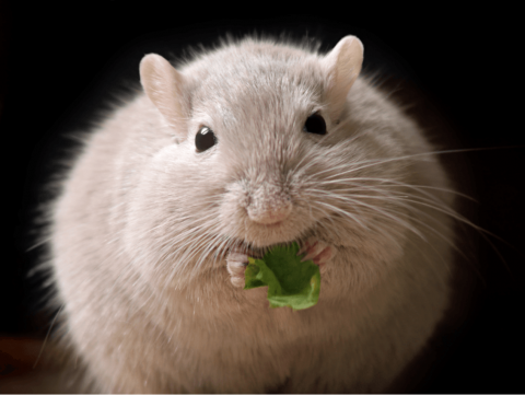 Ratón de laboratorio