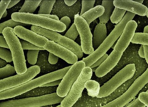 E. coli