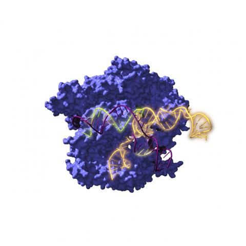 Cas9