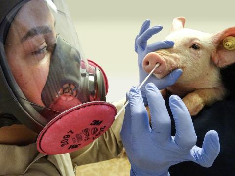 swine flu