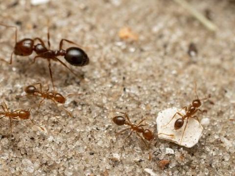 hormigas de fuego