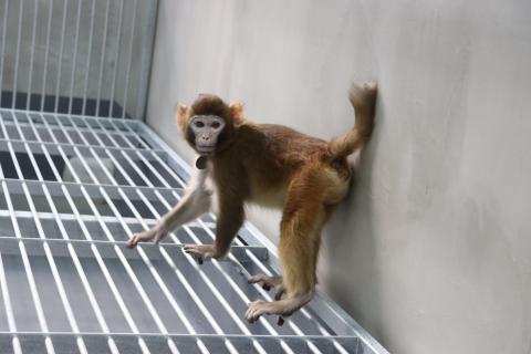 macaco