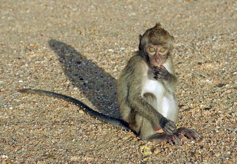 crab macaque