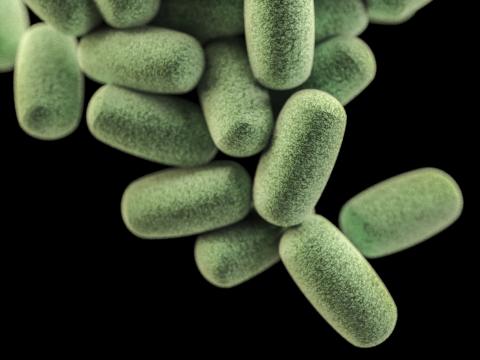 bacteria clostridium perfringens