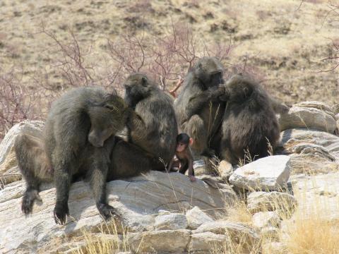 Baboons