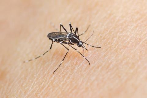 tiger mosquito