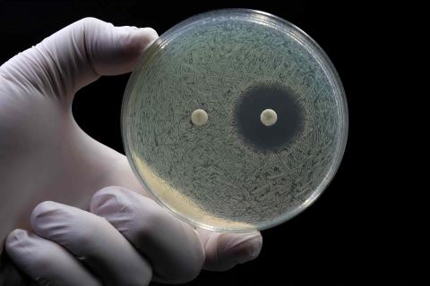 bacteria