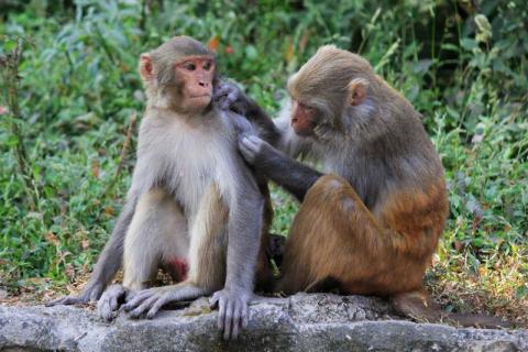 macaques