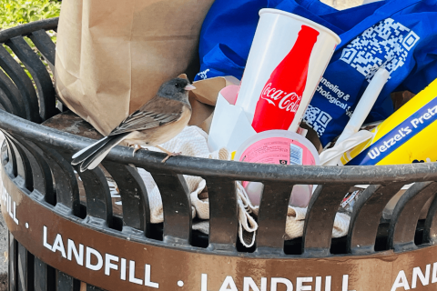 Un ejemplar del pájaro junco de ojos oscuros en una papelera.