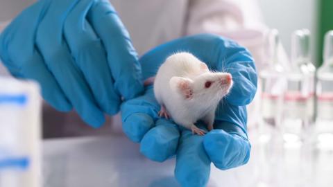 A mouse held by a gloved hand in a laboratory.