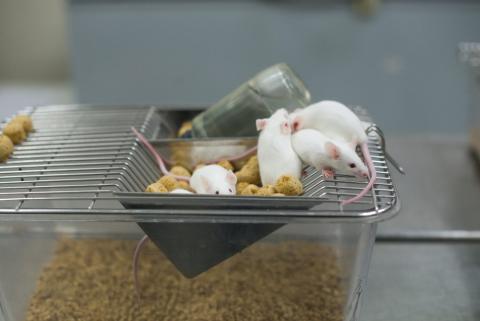 Laboratory mice.