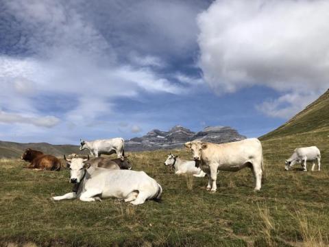 Vacas en un pasto.