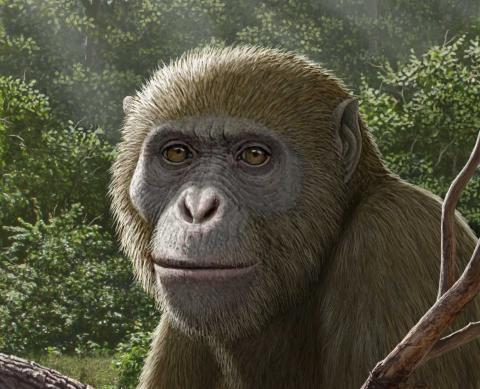  Masripithecus moghraensis