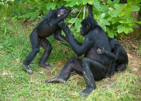 bonobos