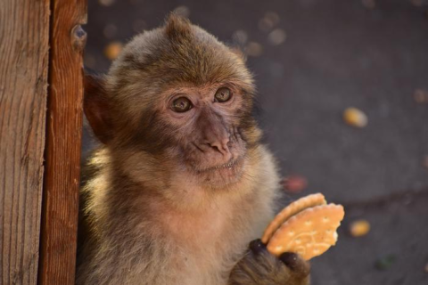 A Gibraltar macaque eating a biscuit.