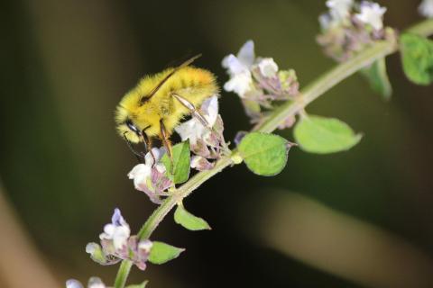 abeja