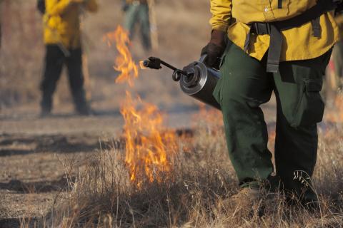 Fuego controlado