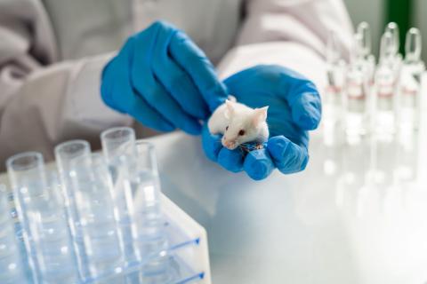 ratón laboratorio