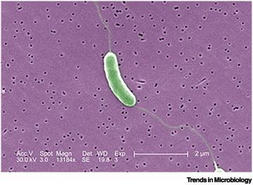 vibrio