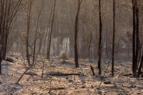 bosque quemado