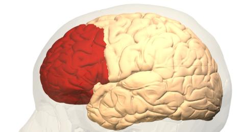 Prefrontal