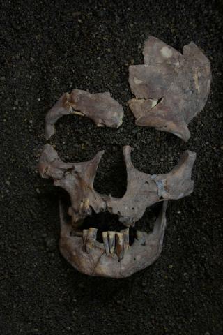 skull from hunter