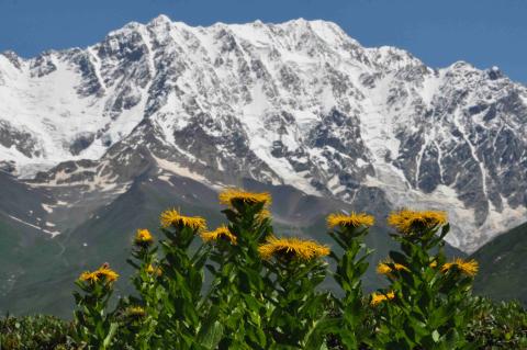Pyrenees