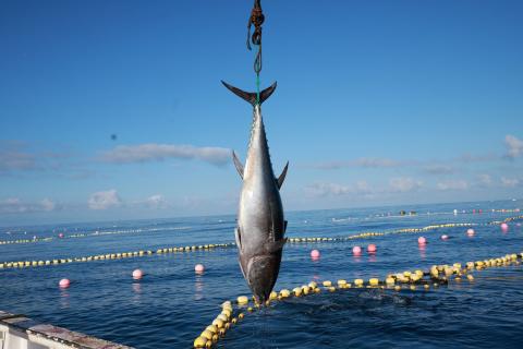 tuna