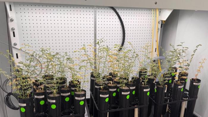 Chickpea plants growing in a variety of the investigated lunar soil simulant mixtures. 